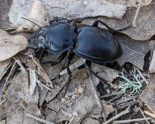 Blue-bordered Pedunculate Ground Beetle