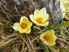 Crocus