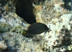 Acanthurus sohal