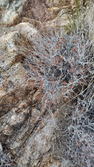 Eriogonum wrightii nodosum