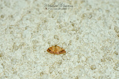 Idaea purpureomarginata