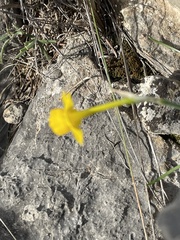 Narcissus assoanus