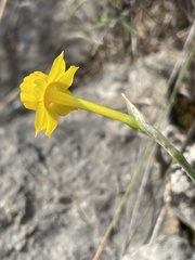 Narcissus assoanus