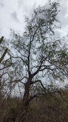Havardia mexicana