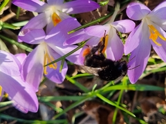 Bombus lapidarius