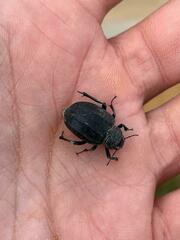 Pimelia interpunctata