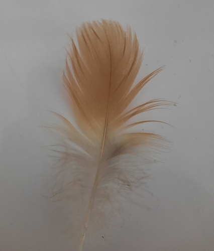 Plume de Tadorne casarca