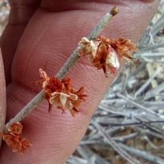 Eriogonum wrightii nodosum