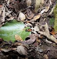 Heliconius clysonymus