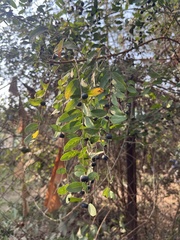 Angiospermae