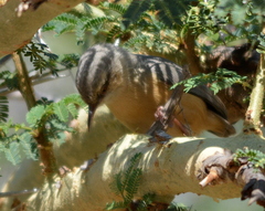Sylvietta rufescens pallida