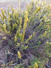 Calluna vulgaris