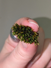 Schistidium apocarpum