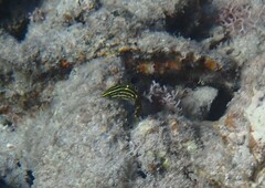 Halichoeres marginatus