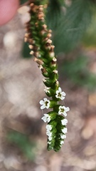 Heliotropium angiospermum