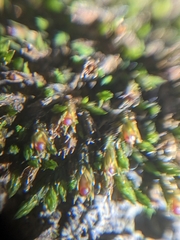 Schistidium apocarpum