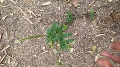 Heliotropium angiospermum