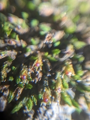 Schistidium apocarpum