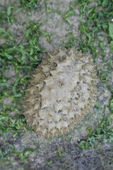 Onchidium