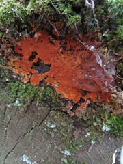 Botryobasidium simile