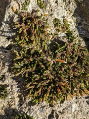 Schistidium apocarpum