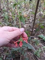 Stachys coccinea