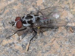 Anthomyia pluvialis