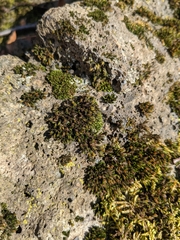 Schistidium apocarpum