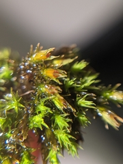 Schistidium apocarpum