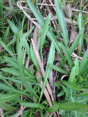 Tripsacum dactyloides