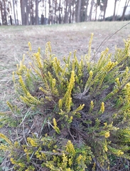 Calluna vulgaris