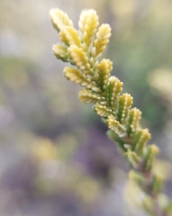 Calluna vulgaris