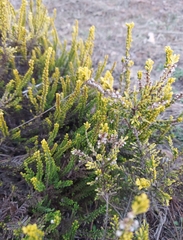 Calluna vulgaris