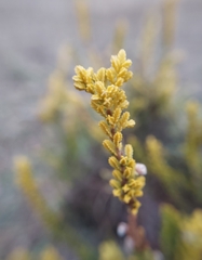 Calluna vulgaris