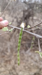 Coursetia glandulosa