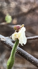 Coursetia glandulosa