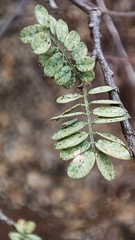 Coursetia glandulosa