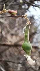 Coursetia glandulosa