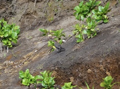 Turdus plebejus