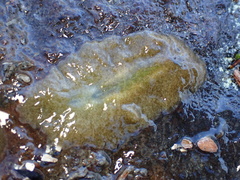Kaburakia excelsa