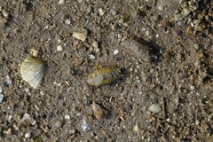 Wallaconchis graniferus