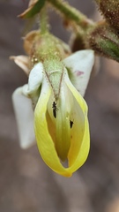 Coursetia glandulosa