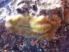 Kaburakia excelsa