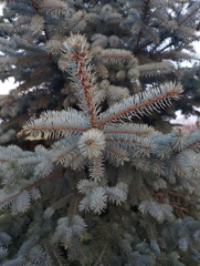 Picea pungens