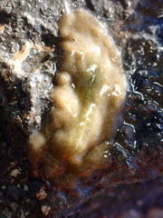 Kaburakia excelsa