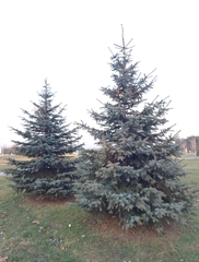 Picea pungens