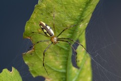 Tapinillus