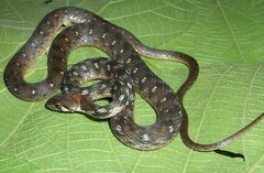 Rhabdophis bindi
