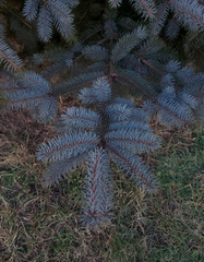 Picea pungens