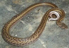Oligodon cyclurus